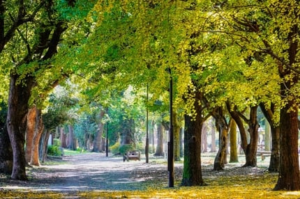 roka-koen