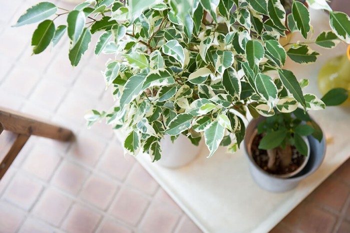 タイルの上に置かれた観葉植物